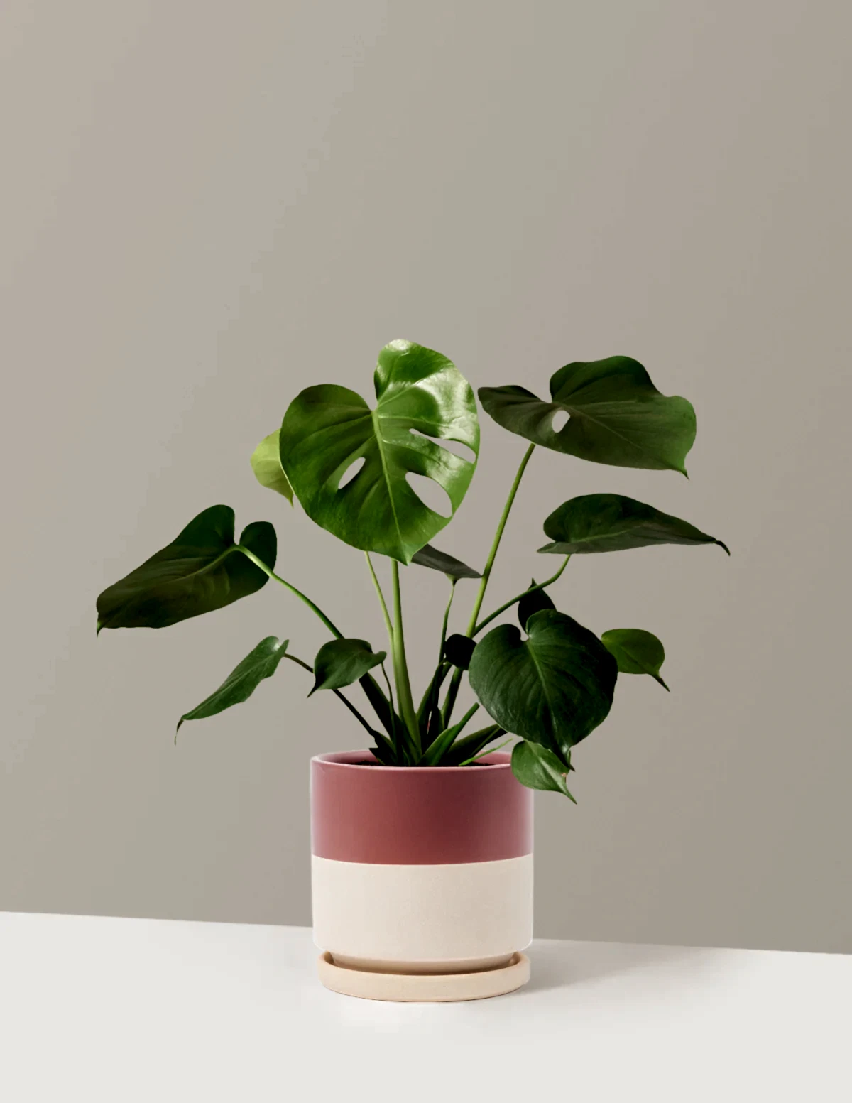 Monstera Deliciosa