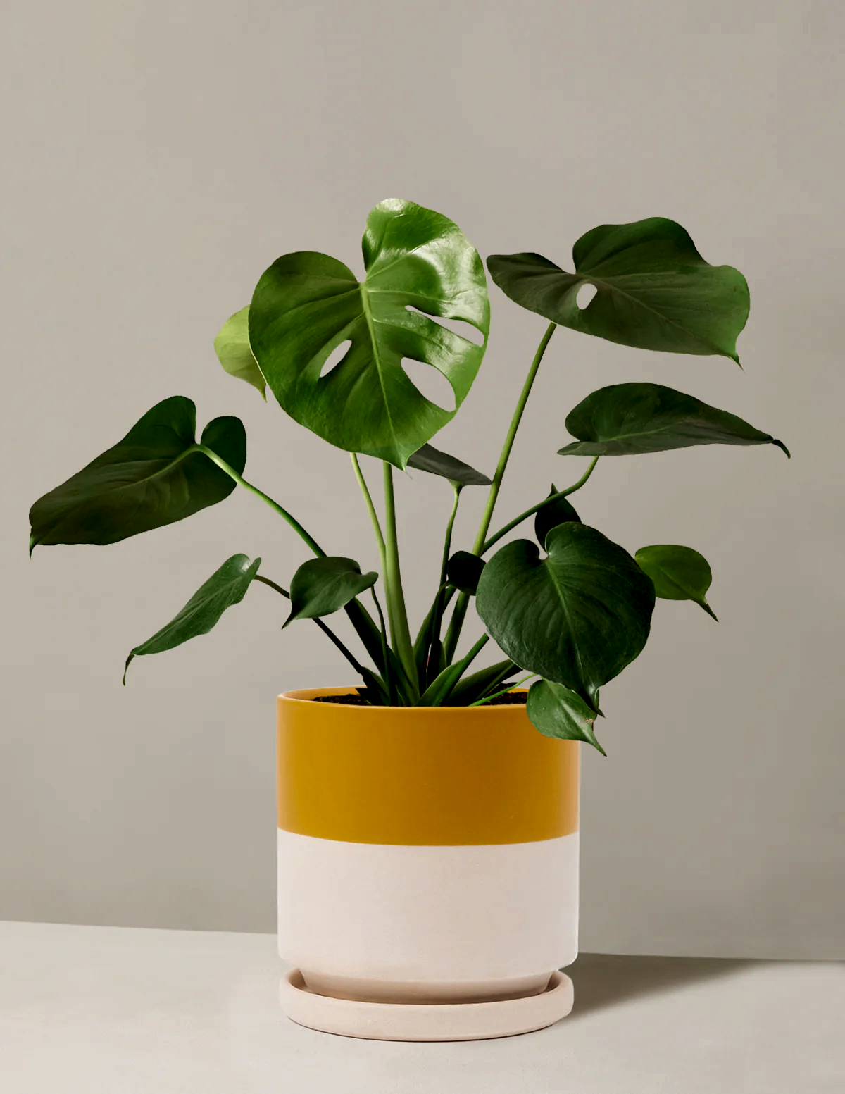 Monstera Deliciosa