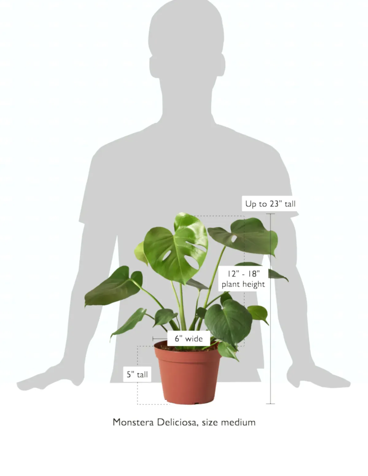 size-guide