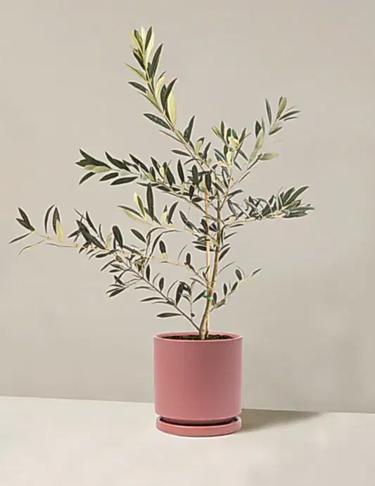 Olive Tree