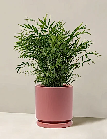 Parlor Palm