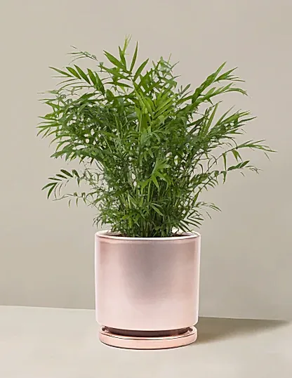 Parlor Palm