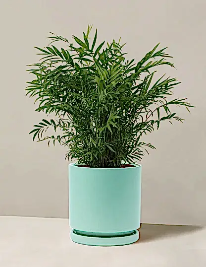 Parlor Palm