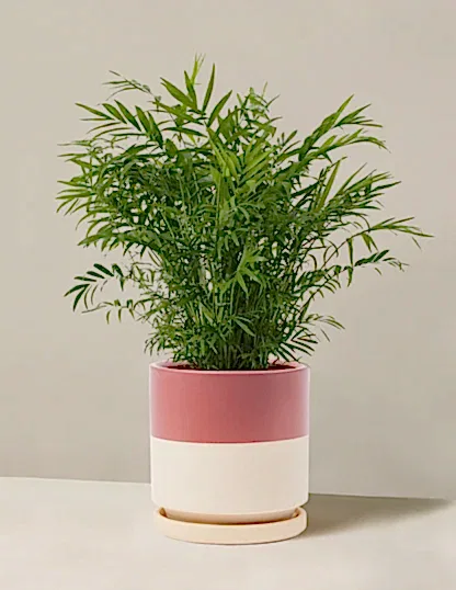 Parlor Palm