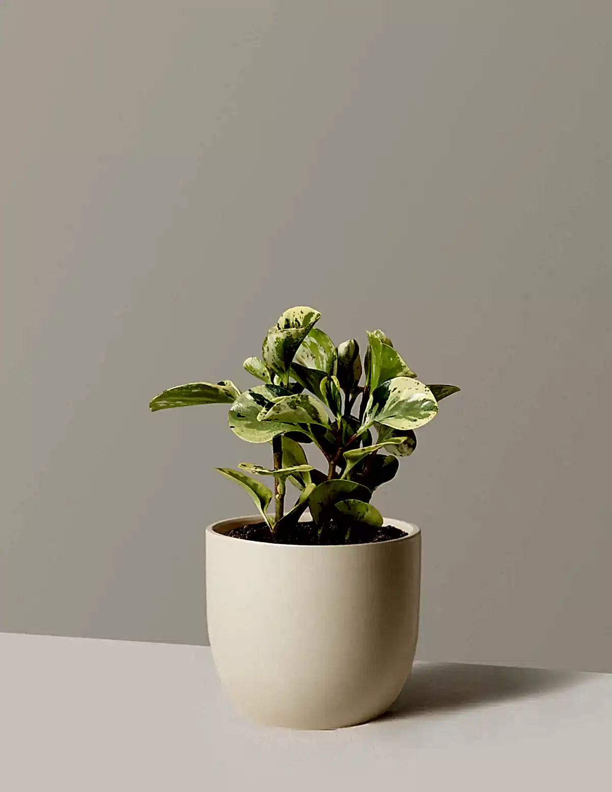 Peperomia Green Gold