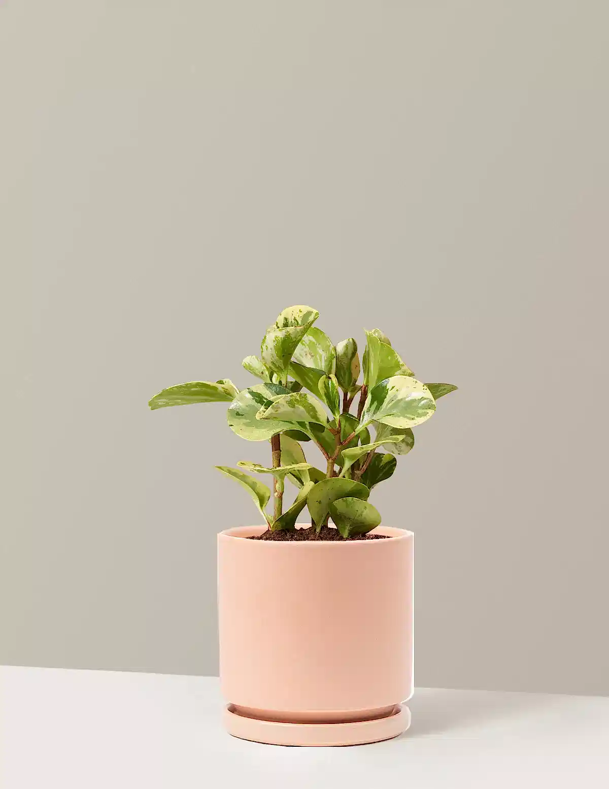 Peperomia Green Gold