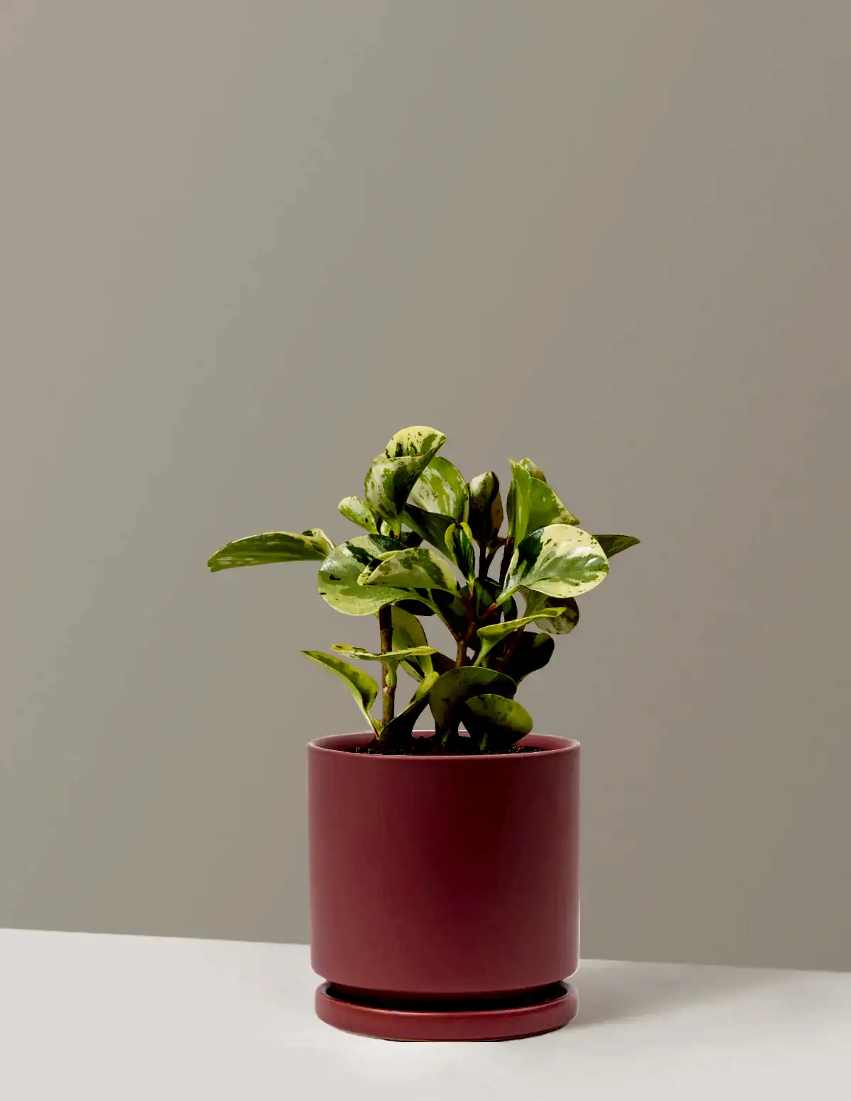 Peperomia Green Gold