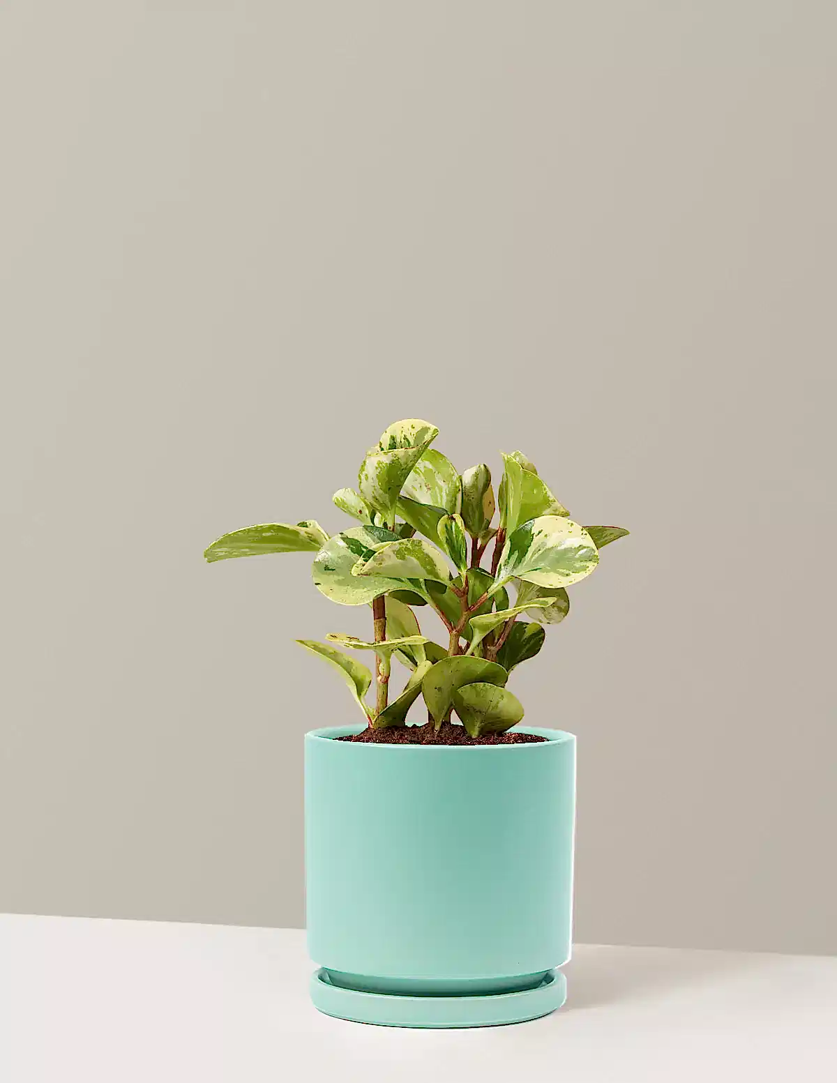 Peperomia Green Gold