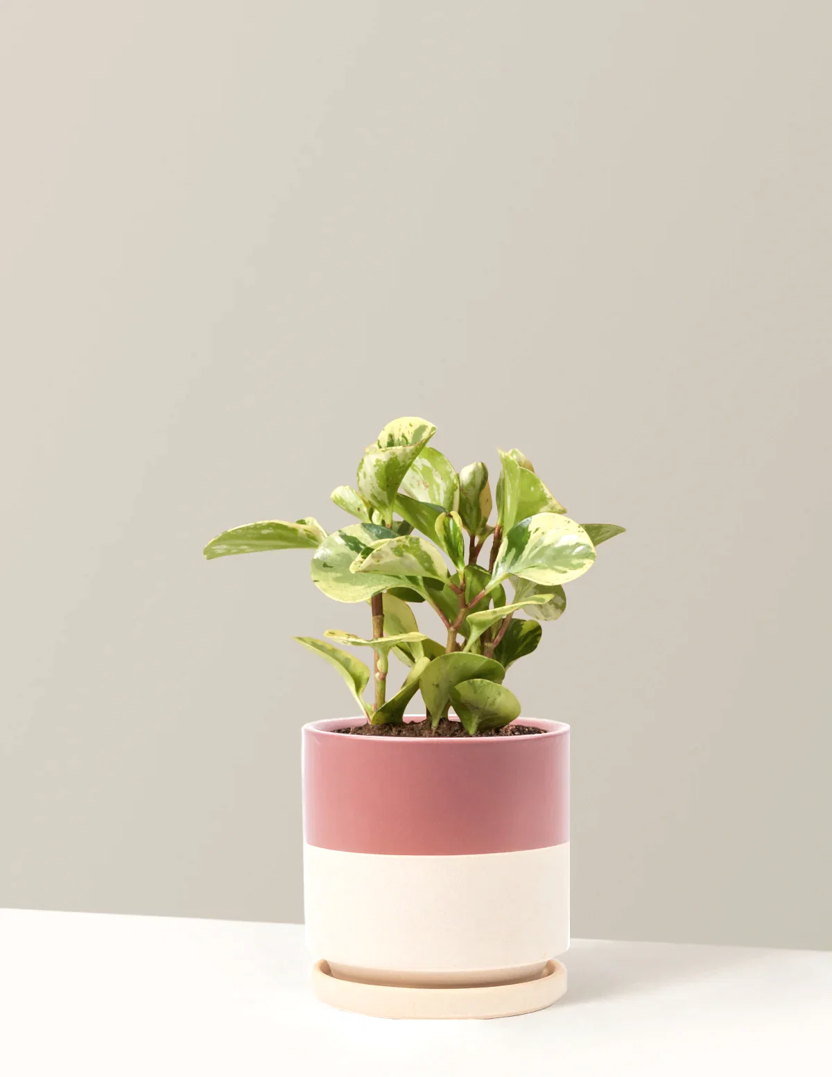Peperomia Green Gold