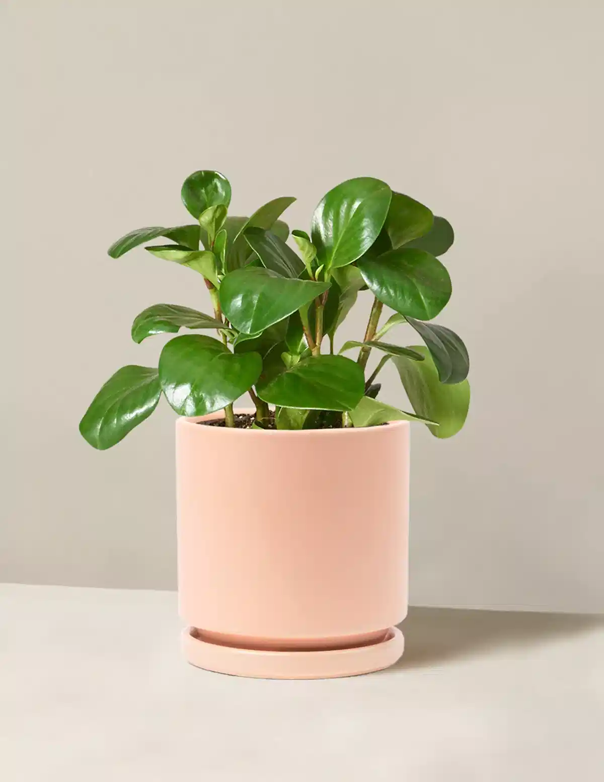 Baby Rubber Plant