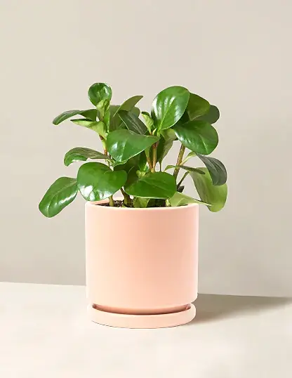 Baby Rubber Plant