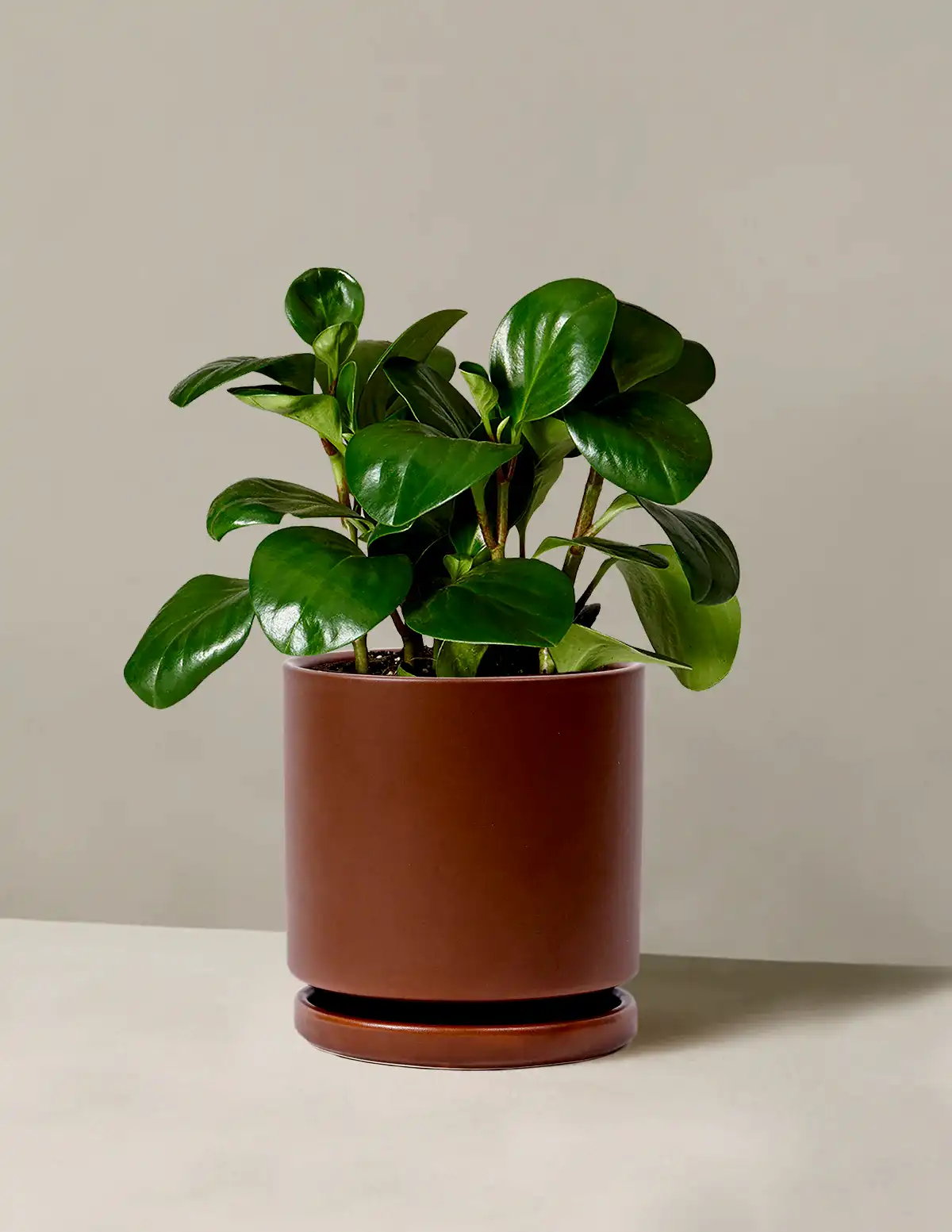 Baby Rubber Plant