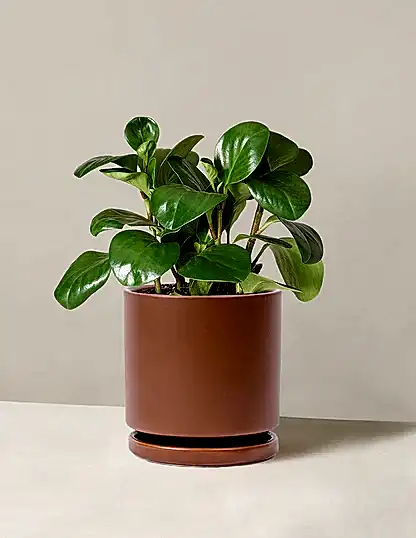 Baby Rubber Plant