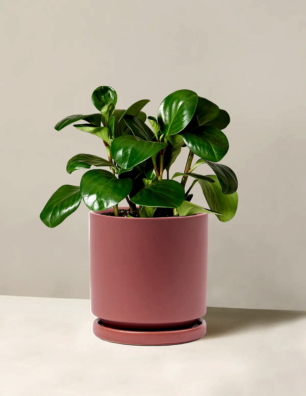 Baby Rubber Plant