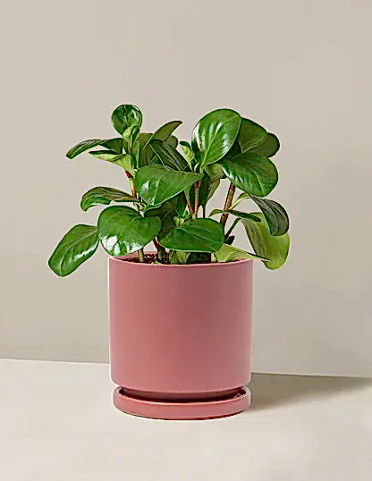 Baby Rubber Plant