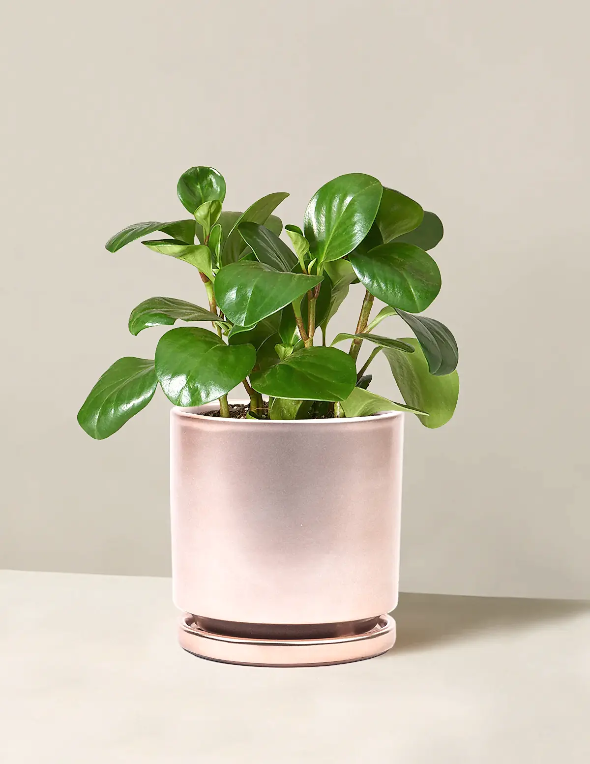 Baby Rubber Plant