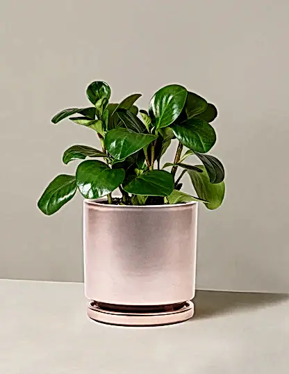 Baby Rubber Plant