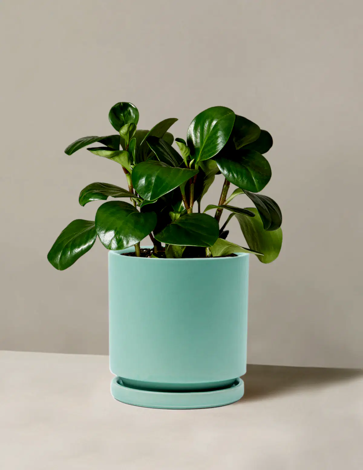 Baby Rubber Plant