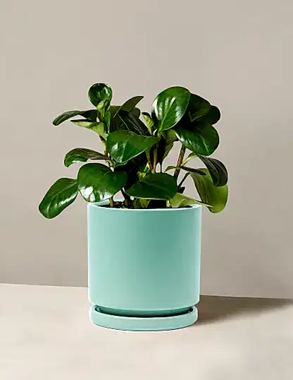 Baby Rubber Plant