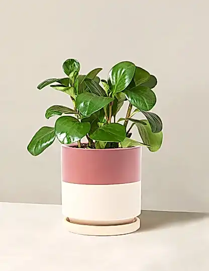 Baby Rubber Plant