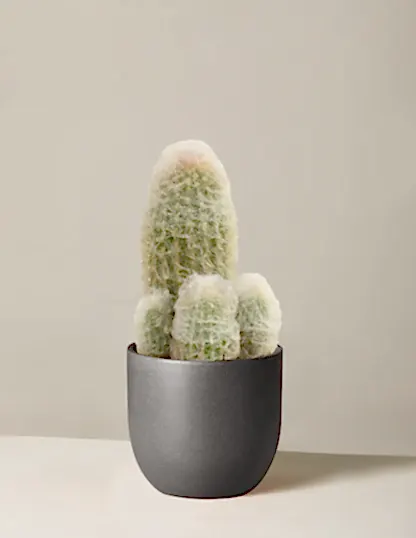 Old Man Cactus