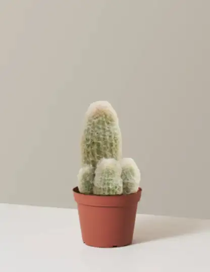 Old Man Cactus