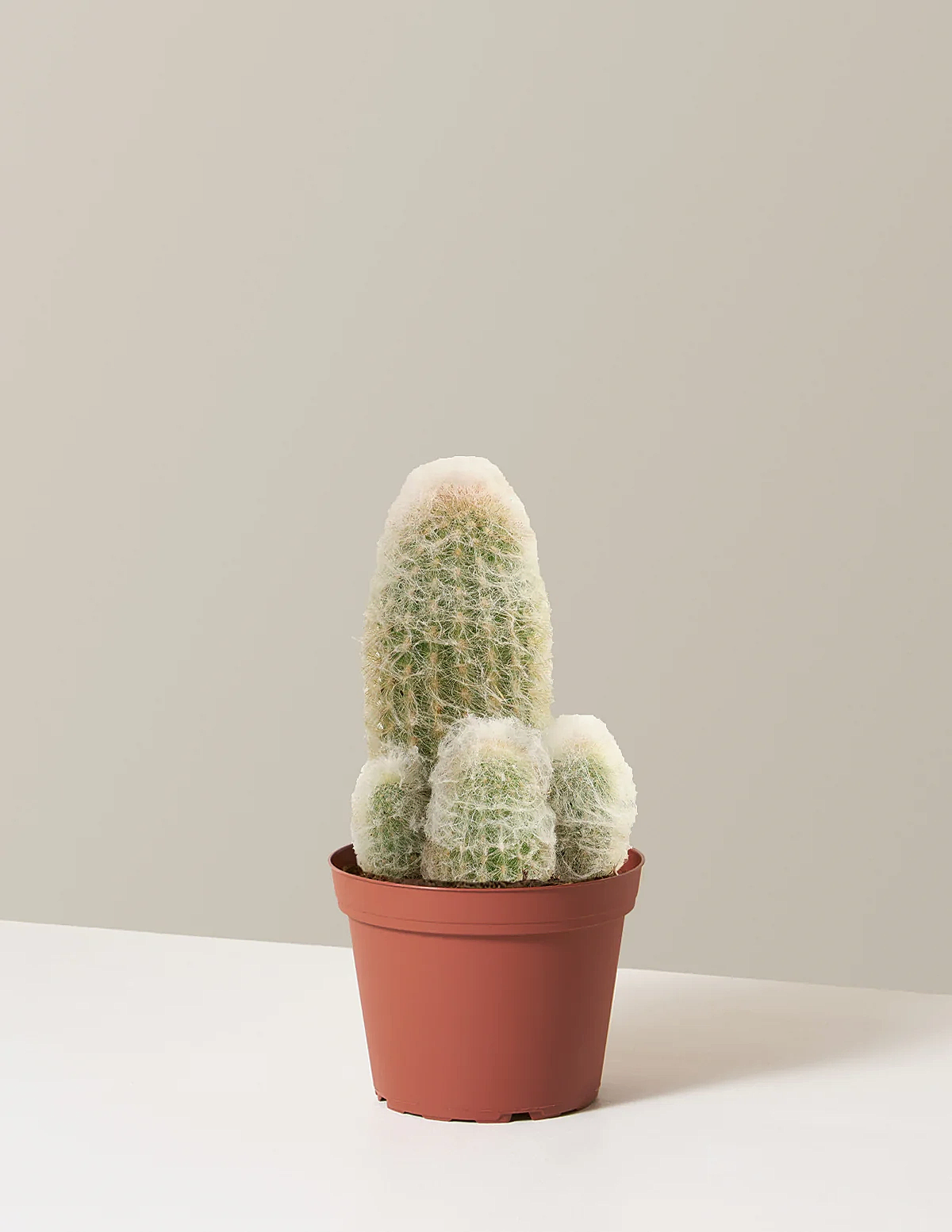 Old Man Cactus