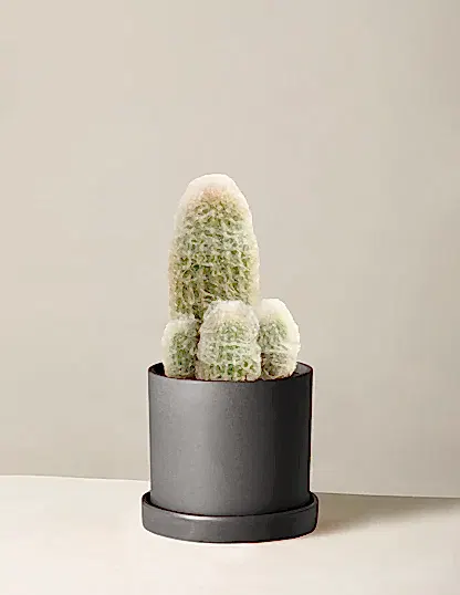 Old Man Cactus