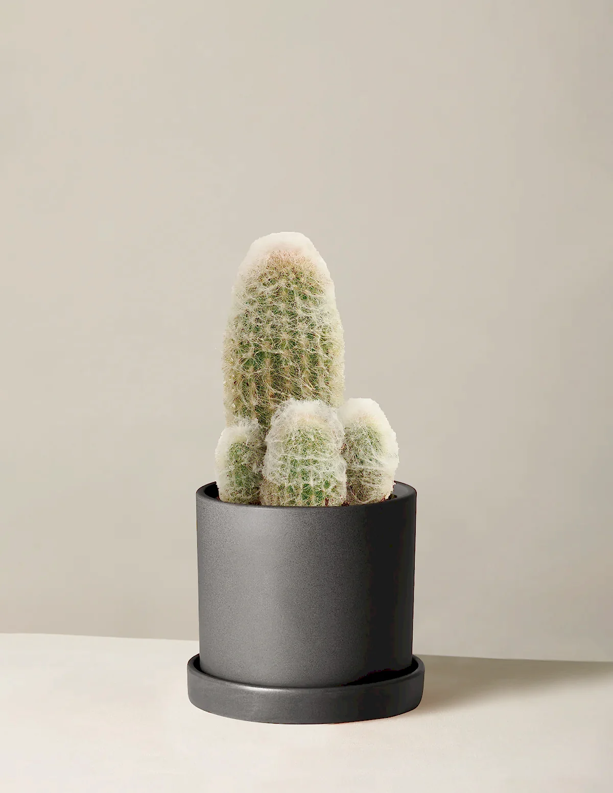 Old Man Cactus