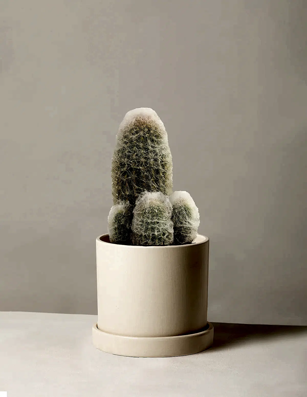 Old Man Cactus