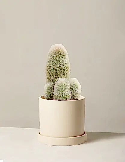 Old Man Cactus