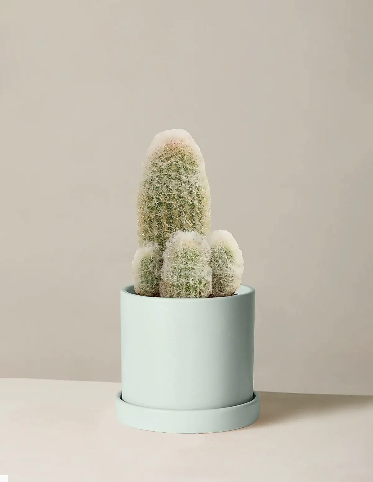 Old Man Cactus