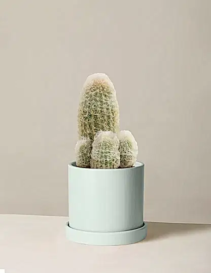 Old Man Cactus