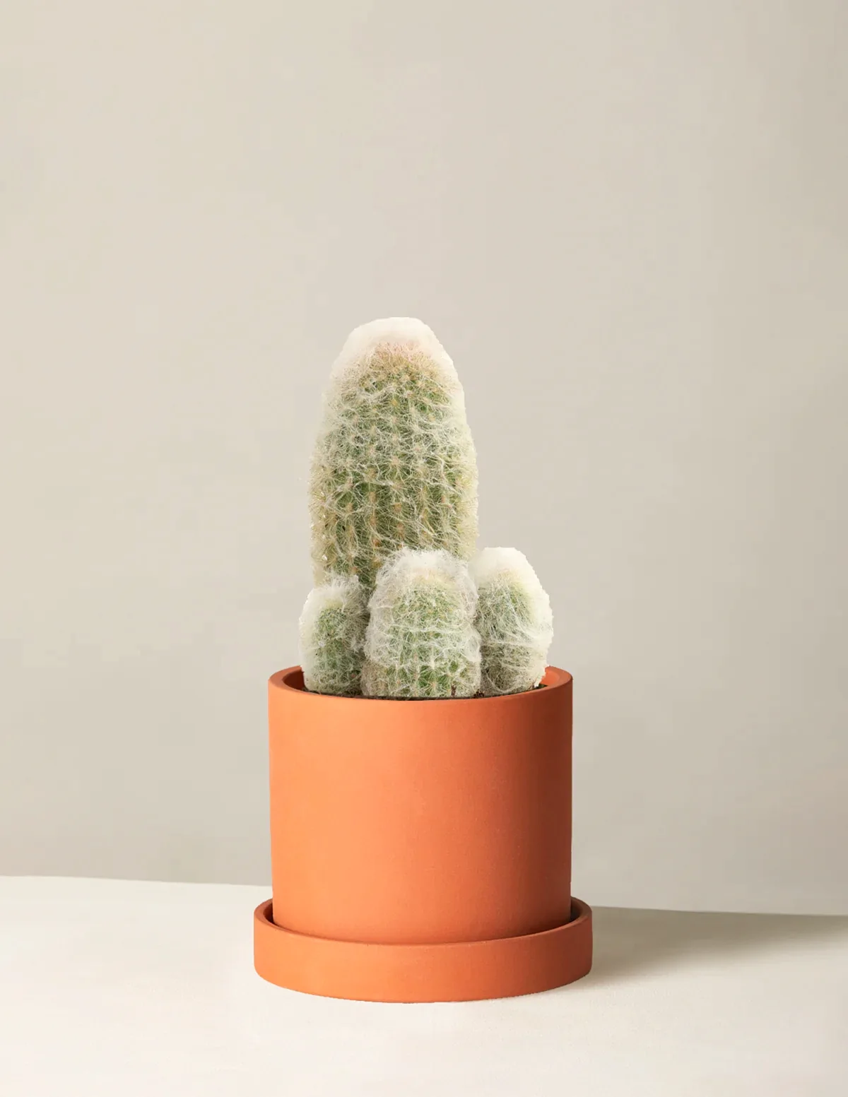 Old Man Cactus