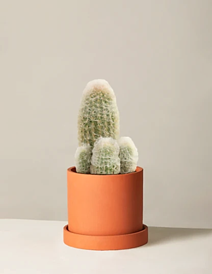 Old Man Cactus