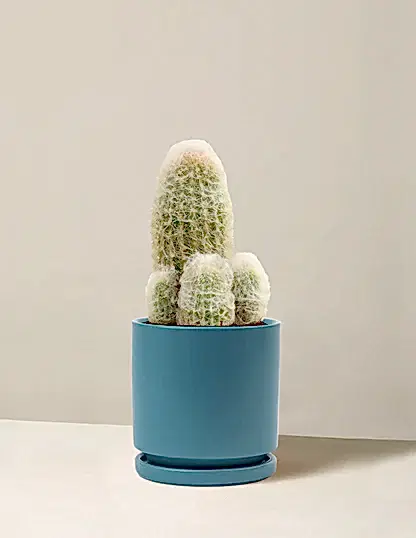 Old Man Cactus