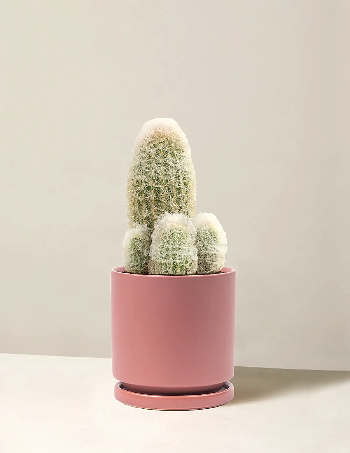 Old Man Cactus