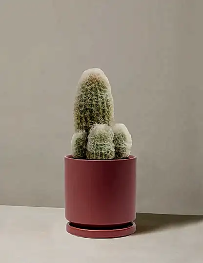 Old Man Cactus