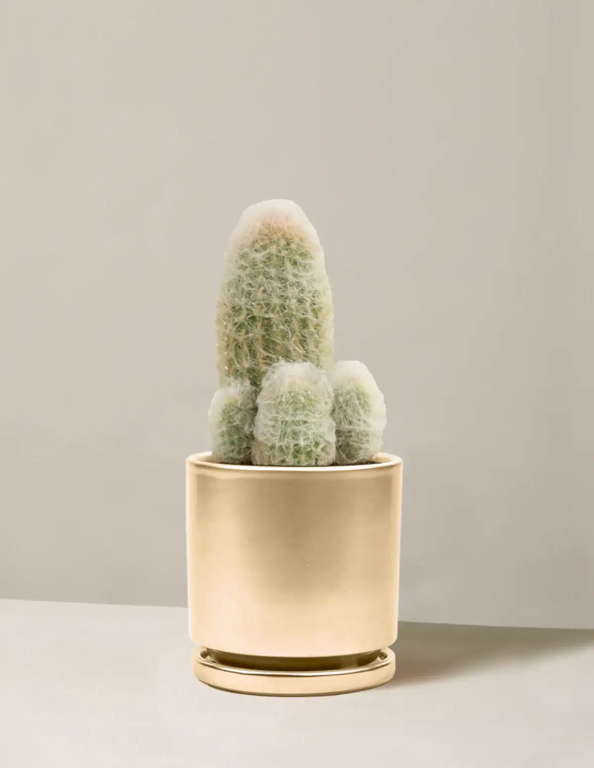 Old Man Cactus