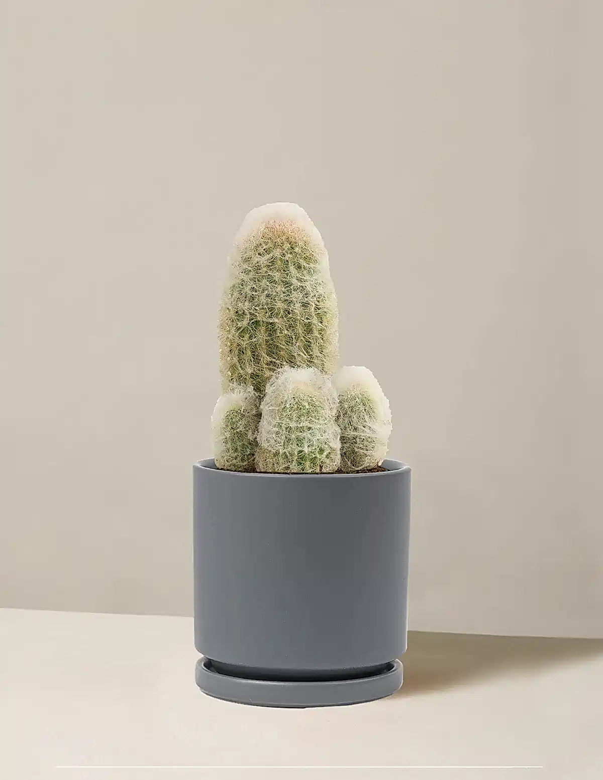 Old Man Cactus