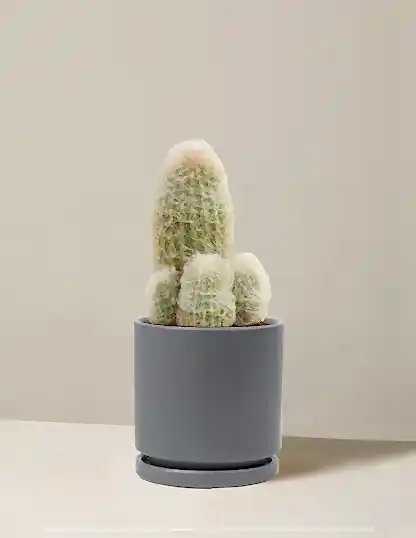Old Man Cactus
