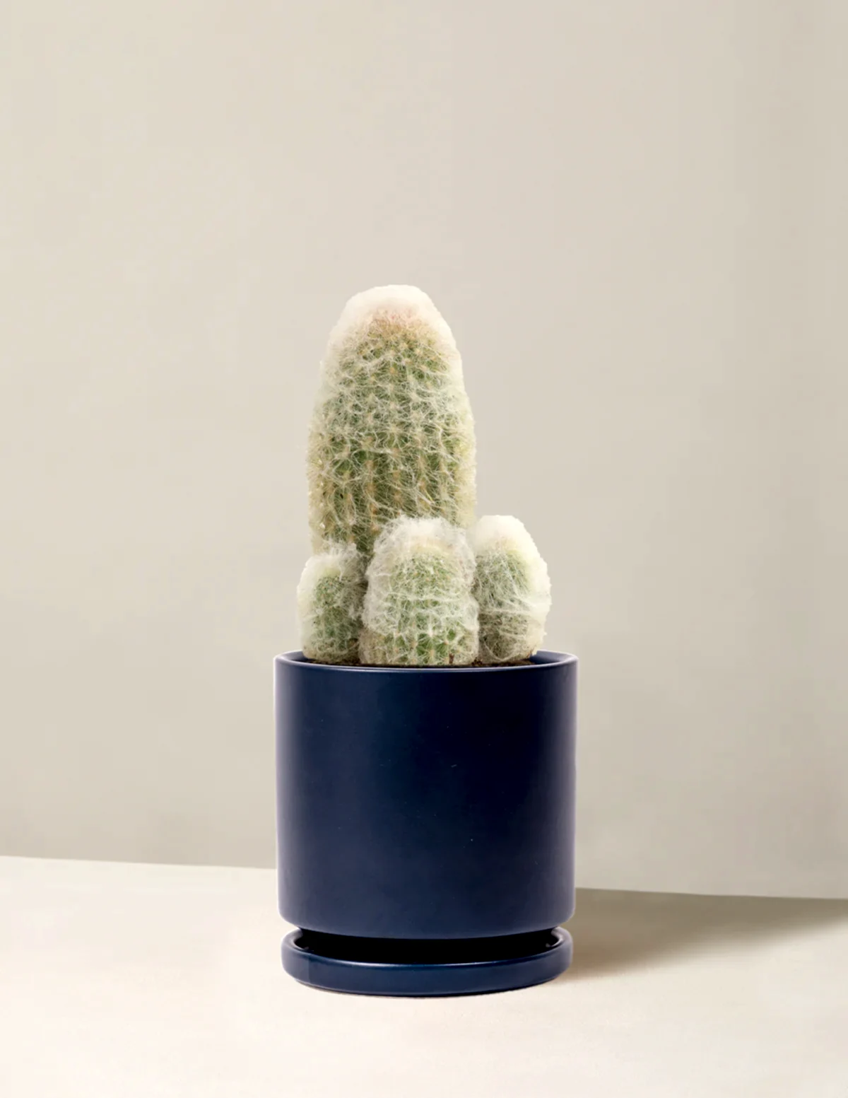 Old Man Cactus