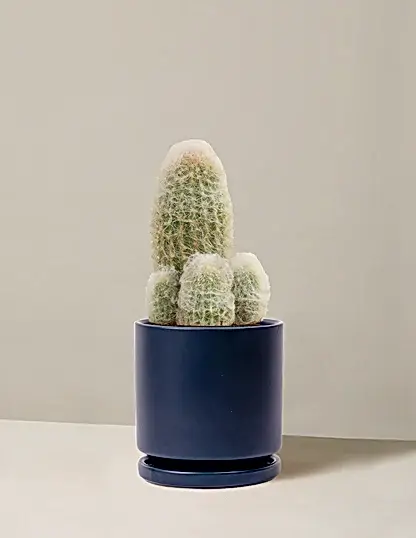 Old Man Cactus