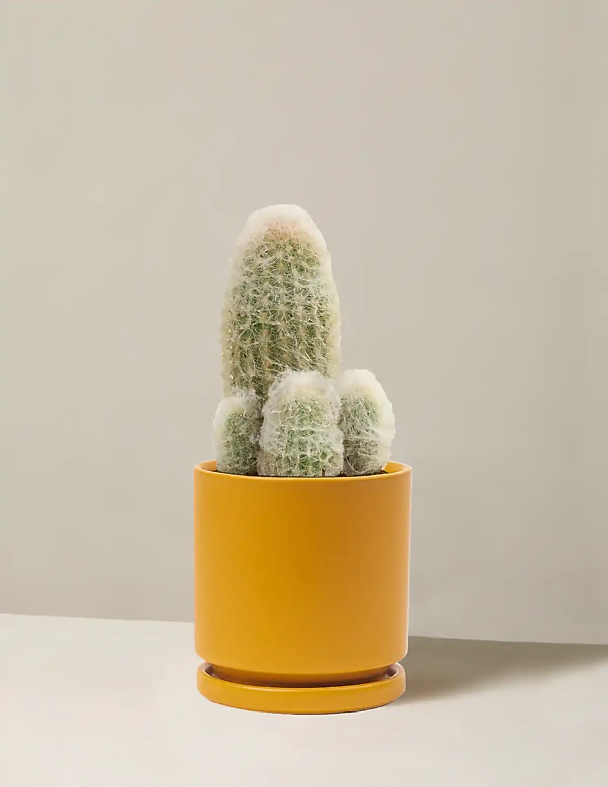 Old Man Cactus