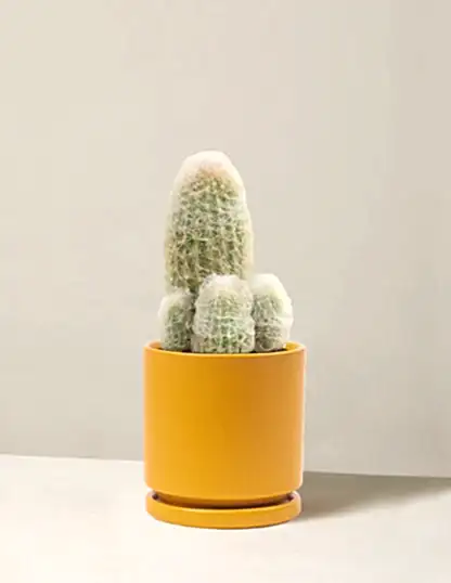 Old Man Cactus