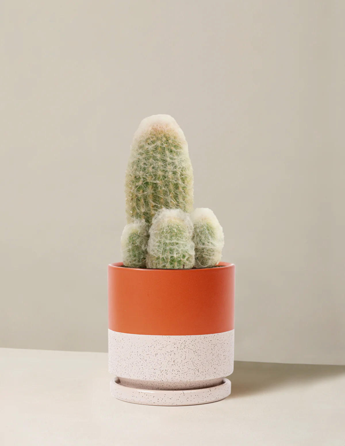 Old Man Cactus