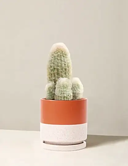Old Man Cactus