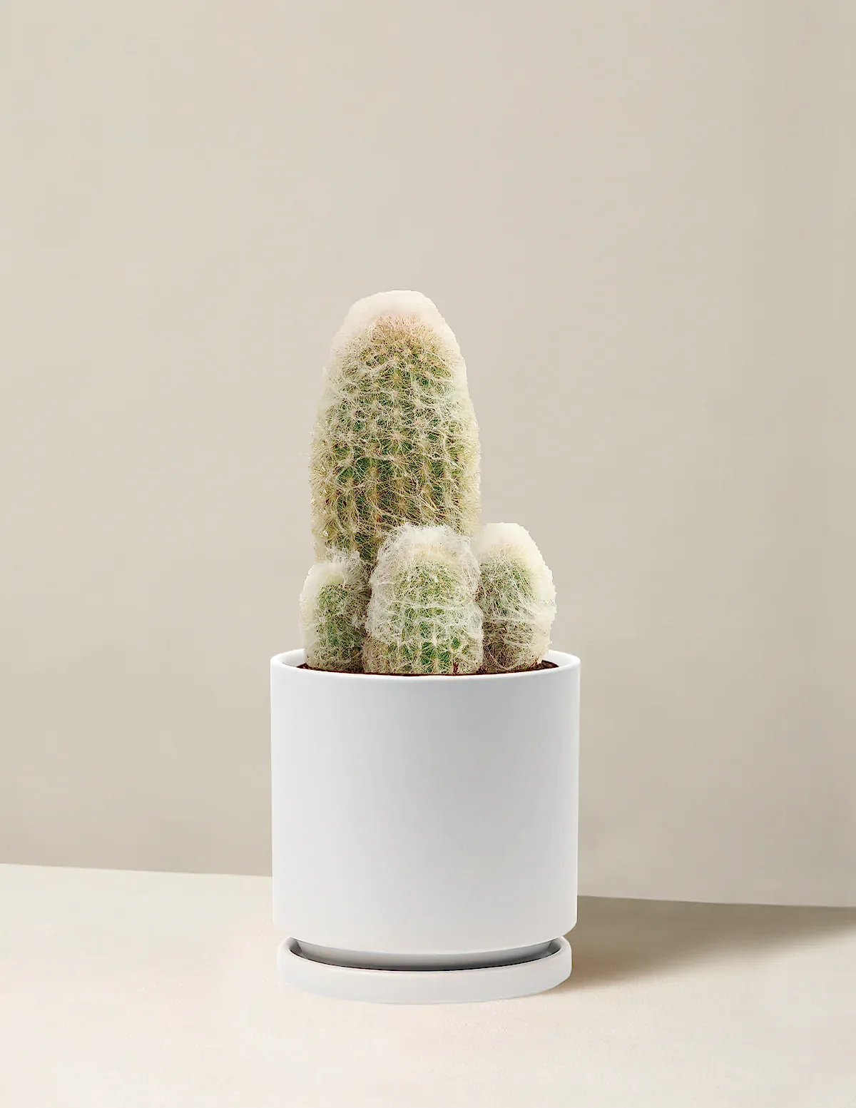 Old Man Cactus