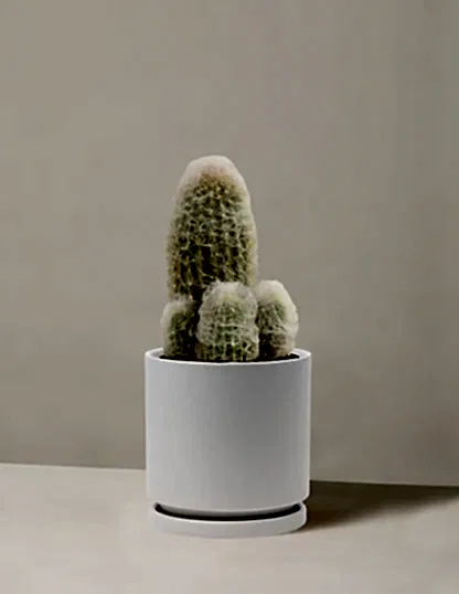 Old Man Cactus