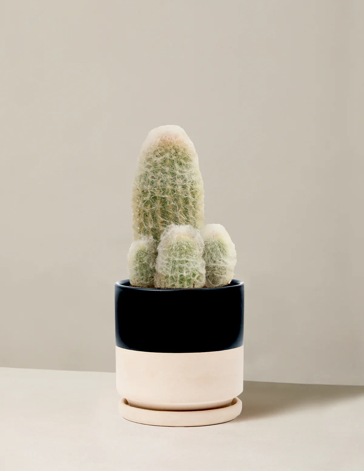 Old Man Cactus